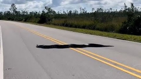 WATCH: Giant python crosses road in Florida Everglades