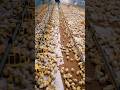 🐣 New Beginnings in Modern Poultry Farming