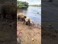 Swapping salmon for sole, bear cub nibbles on photographer’s shoe