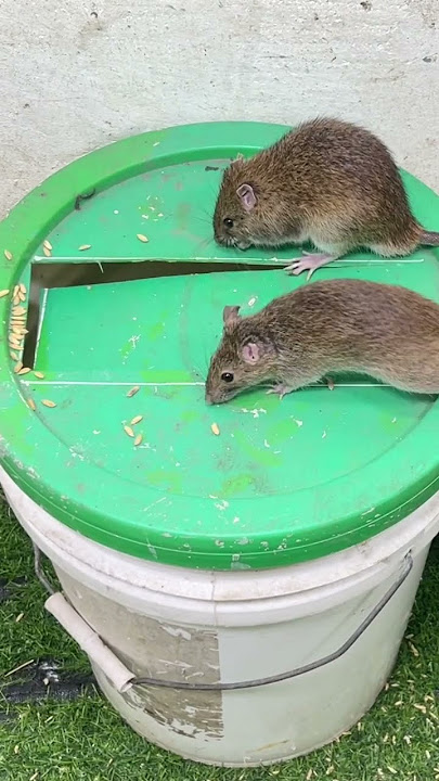 Best mouse trap 2023/good rat trap plastic bucket #mousetrap2020 #rattrap #mousetrap #rat