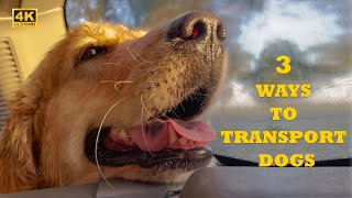 3 ways to travel with a dog by Happy Pets Space 57 views 2 months ago 7 minutes, 3 seconds