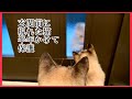 【保護猫】玄関に現れた猫を半年かけて保護しました/突然の行方不明/保護の日まで