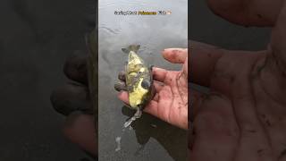 🐡Saving Our Underwater Poisonous Friend Puffer 🥺 #Shorts #Fish