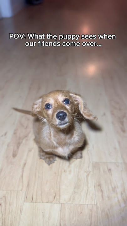 POV: What the puppy sees… #theboys #viral #shorts #puppy #aot