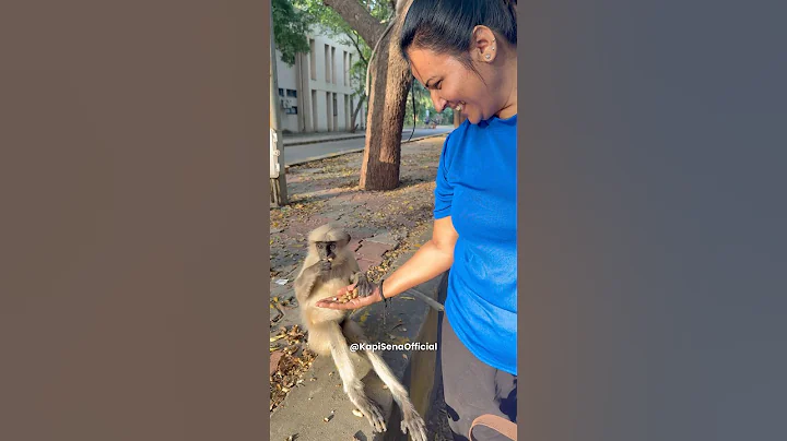 Feeding Food To Monkeys (Kapi Sena)🐵🐒 #shorts #monkey #bandar #feeding #viral #monkeyvideo #funny