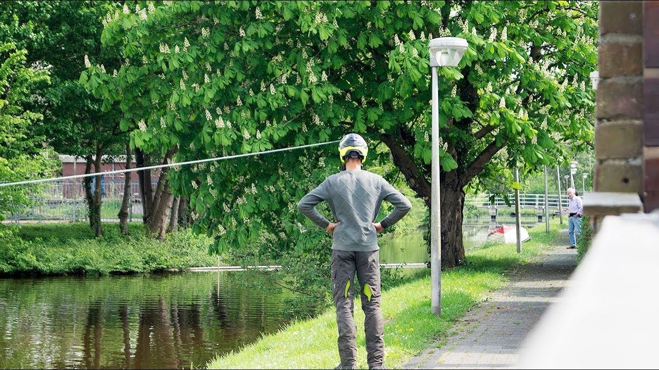 Remove / Grub up chestnut tree