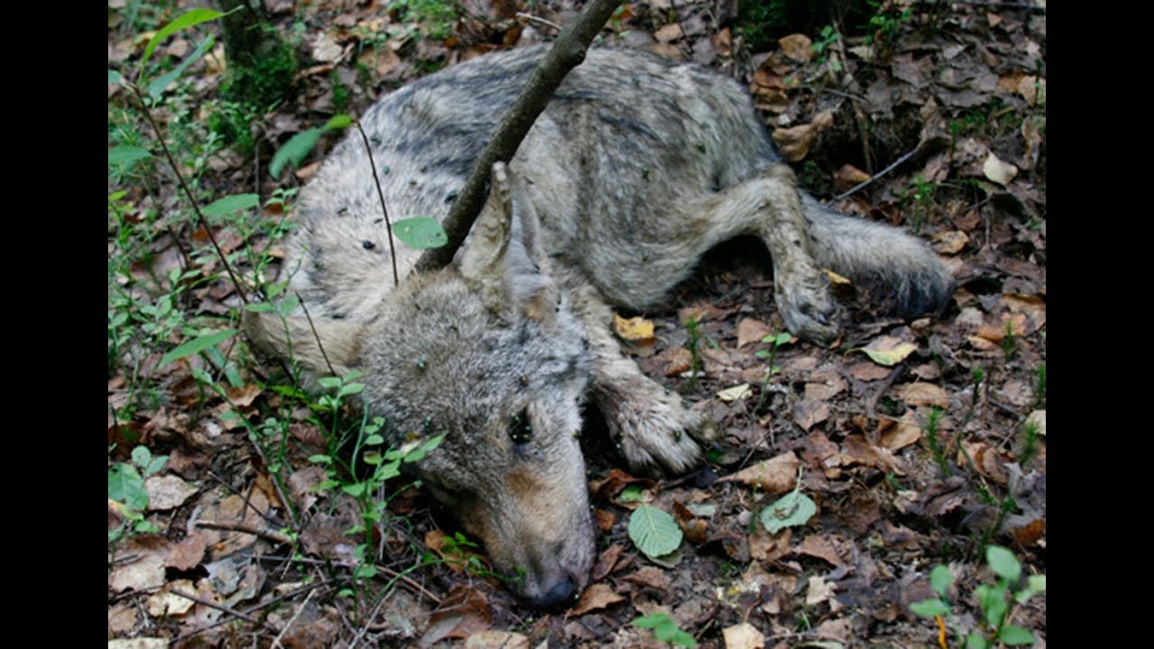 OPT is gone!! Great Job WDFW