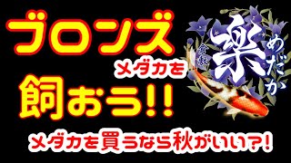 ブロンズメダカを飼育しよう！高級メダカは秋が買い時？！夢中メダカで購入！【楽めだか 】安く買うなら今！