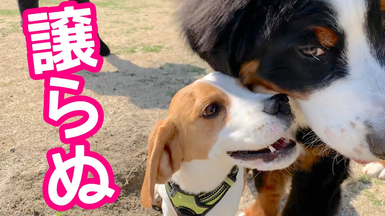 バーニーズの子犬の大きさにビビってしまったビーグル犬さつきさん YouTube