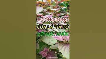 8 Công Dụng Tuyệt Vời Của Lá Tía Tô Với Sức Khỏe #shorts #sứckhỏe
