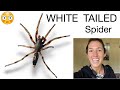 Spider profile: White Tailed Spider | Lampona species