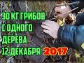 30 кг грибов с одного дерева / Грибы в декабре / Какие грибы растут зимой / Где собирать грибы зимой