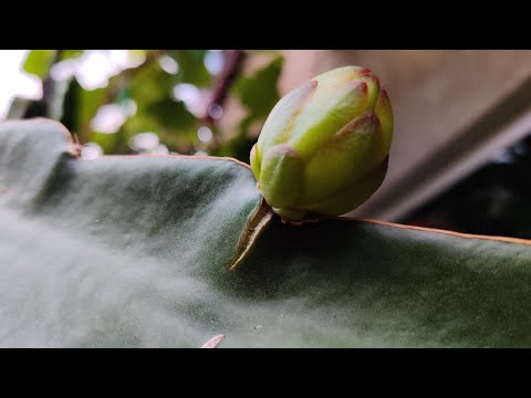 Como fazer Pitaya