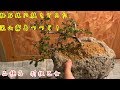 軽石鉢にミヤマキリシマツツジの半懸崖樹形の盆栽作り‼️azalea BONSAI