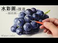 【水彩画】葡萄を写実的に描くポイント「画材公開します」「透明水彩」
