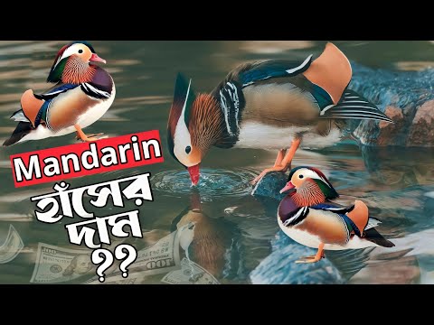 Qizni yigitni kiyintirib, uni sikishini tomosha qiling Kirishda chex porno video