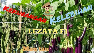 Terong Lezata F1 kelebihan dan kekurangannya