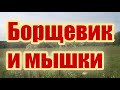 Борщевик и мышки. Дешёвый способ ликвидации.