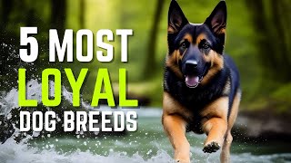 Top 5 Most Loyal Dog Breeds In The World | Dogs That Will Always Be By Your Side | Pet Insider by Pet Insider 24,482 views 11 months ago 4 minutes, 39 seconds