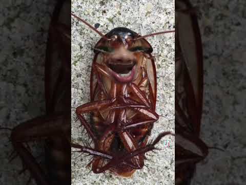 Video: Bronzovka beetle - isang lumilipad na himala