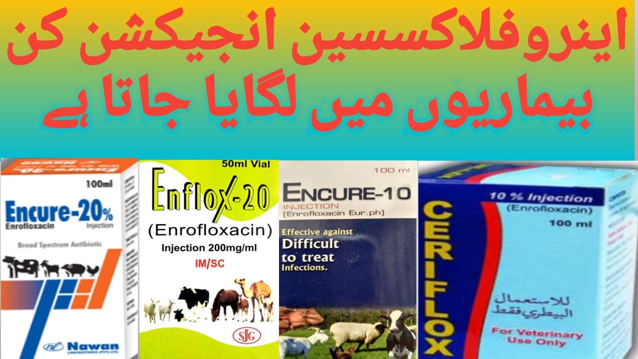 Encure-10 Injection | Enrofloxacin Antibiotics uses in animals | konsi Disease mein kab lagaye