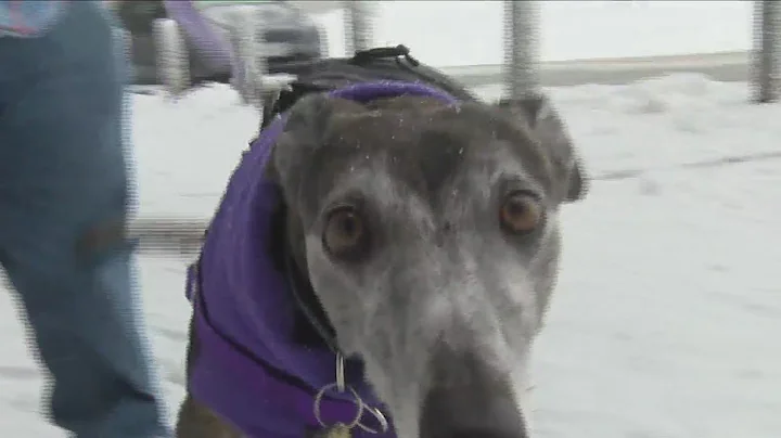 Locals and furry friends enjoying first snow of 2023 - DayDayNews