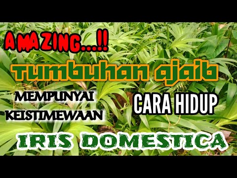 Video: Tanaman Iris Bendera Kuning - Tips Mengontrol Iris Bendera Kuning Di Taman