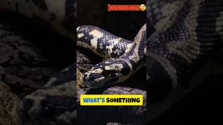 Amazing Facts About the African Rock Python #snake #facts #animals #wildlife #cobra