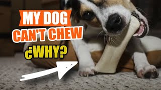 My DOG Having TROUBLE CHEWING 🐶🦷¿WHY? by Veterinary Network 68 views 2 weeks ago 4 minutes, 27 seconds