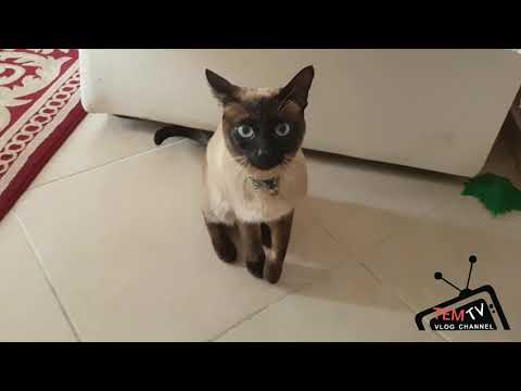 #temtv #siyam #kedi #siyamcinci Erkek Siyam için, Dişi Kediler Kavgaya Tutuştular