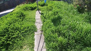 Mowing overgrown lawn makeover in backyard after 4 months no #LawnCare by Lawn Care - IMM @Lawn_Care 9,224 views 1 year ago 8 minutes, 3 seconds