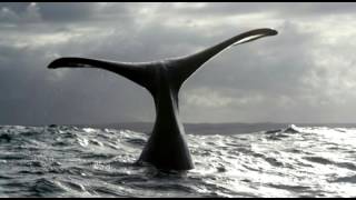 Пение китов (видео мое не красть)