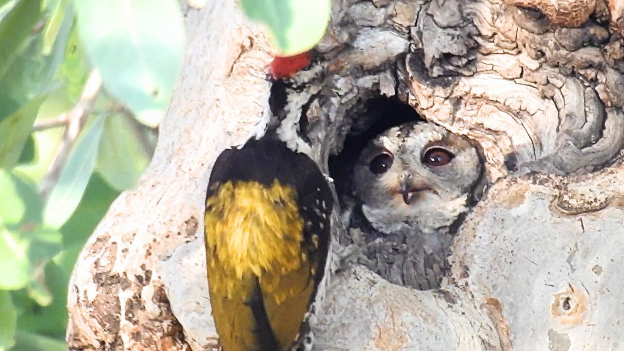 Indian Scops Owl Creating Camouflage उल्लू कैसे रूप बदलता है ? 