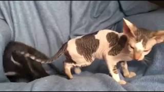 Peterbald Kittens Play by Cowboy Claws 301 views 5 years ago 46 seconds