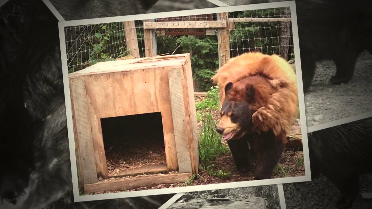 Tribute to Honey - 1996 - 2016