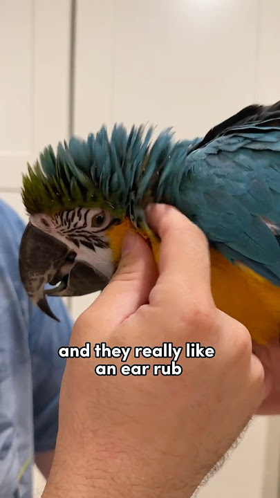 Where is it ok to pet a Macaw?