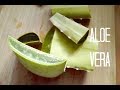 DIY Aloe Vera Gel ! |& Verwendung - Leave in,  Maske , Lotion