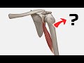 Muscle Anatomy - CORACOBRACHIALIS #SHORTS