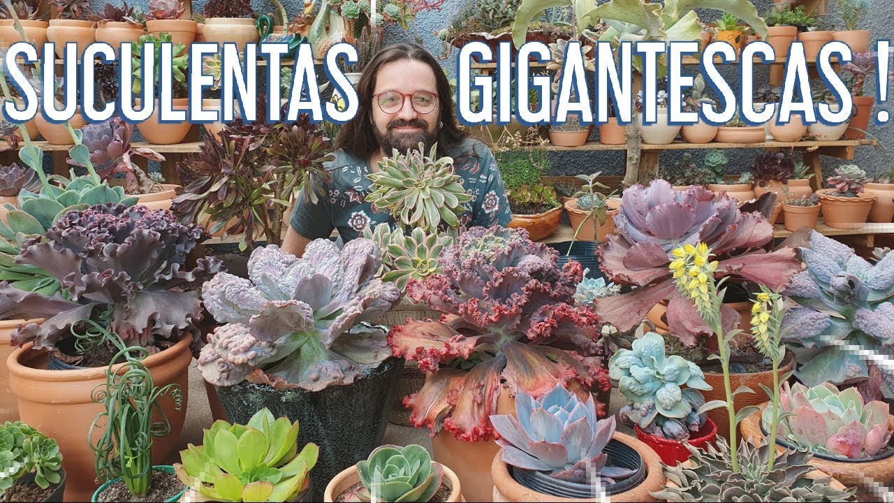SUCULENTAS GIGANTES e NOVAS SUCULENTAS adquiridas
