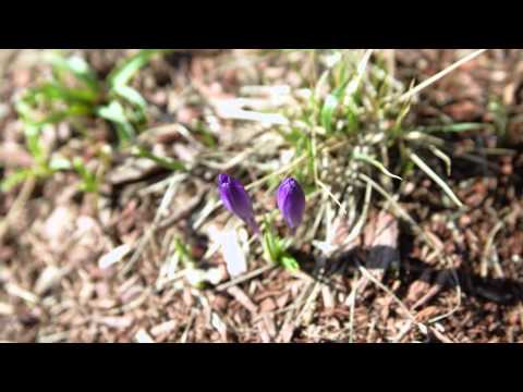 Crocus Timelapse