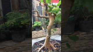 Hanya bonsai bodhi