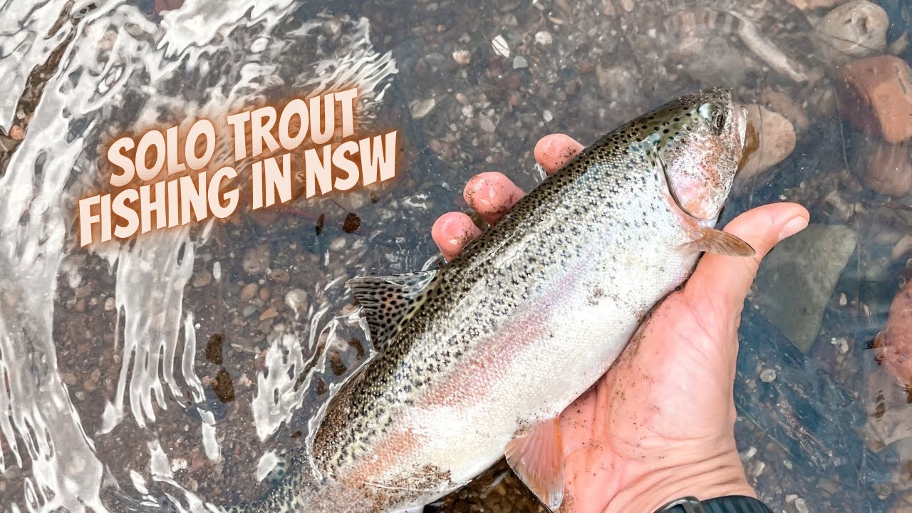 TROUT FISHING IN SYDNEY NSW YouTube