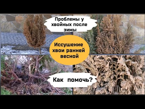 Проблемы у хвойных после зимы.Иссушение кроны ранней весной.Как помочь?