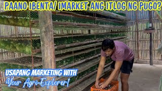 PAANO IBENTA/ IMARKET ANG ITLOG NG PUGO? | QUAIL FARMING BUSINESS | RON'S FARM OFFICIAL