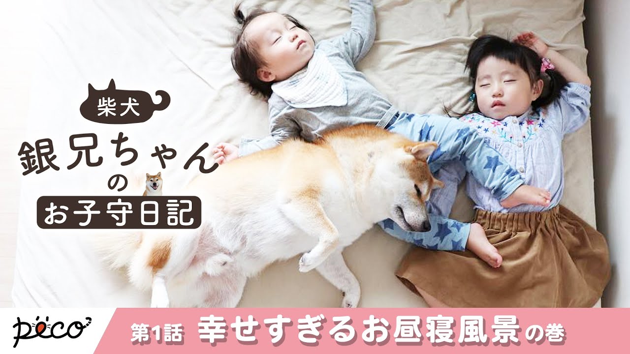 柴犬銀兄ちゃんのお子守日記】第1話 子供たちとの “幸せすぎる