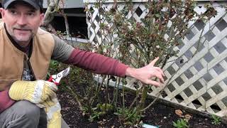 Download Lagu Planting a Rose Where Another Has Been MP3