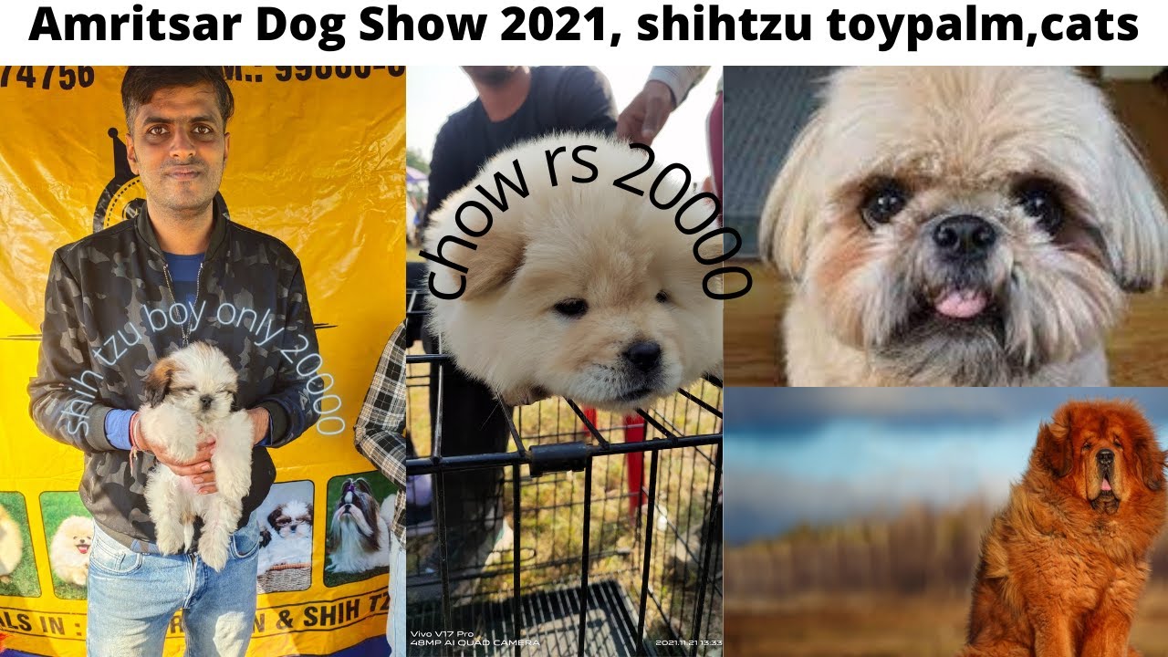 Wholesale dog Market at Amritsar Dog Show 2021 dog show amritsar 2021