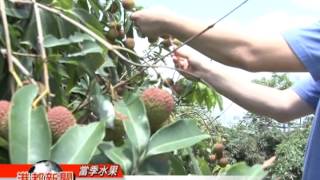 1030526【 荔枝盛產好時節 玉荷包型農教您挑選】TKTV高雄都會台港都新聞