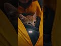 He Was Freezing! 🥶 RESCUING STRAY KITTEN In Neon City Rain! 🐈☔ #Shorts #kittenrescue #kitten