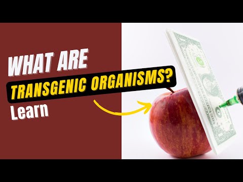 Transgenic Organisms 👌: What are transgenic organisms, types, advantages & examples